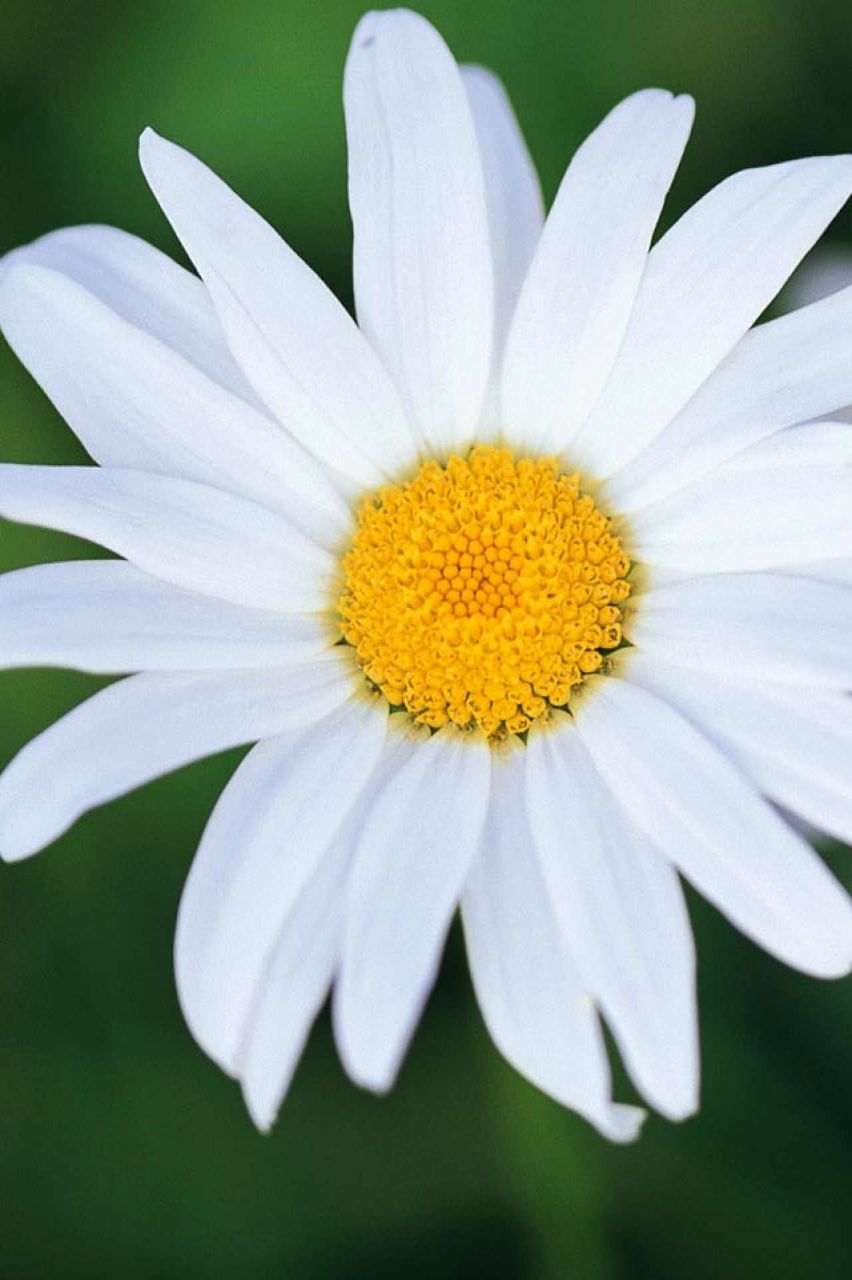 Алия Ромахина | Уфа