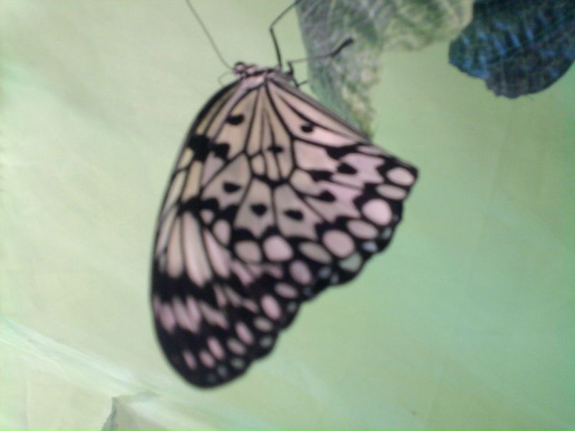 Катя Клименко | 