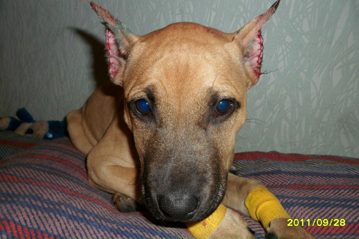 Николай Войцеховский | Кривой Рог