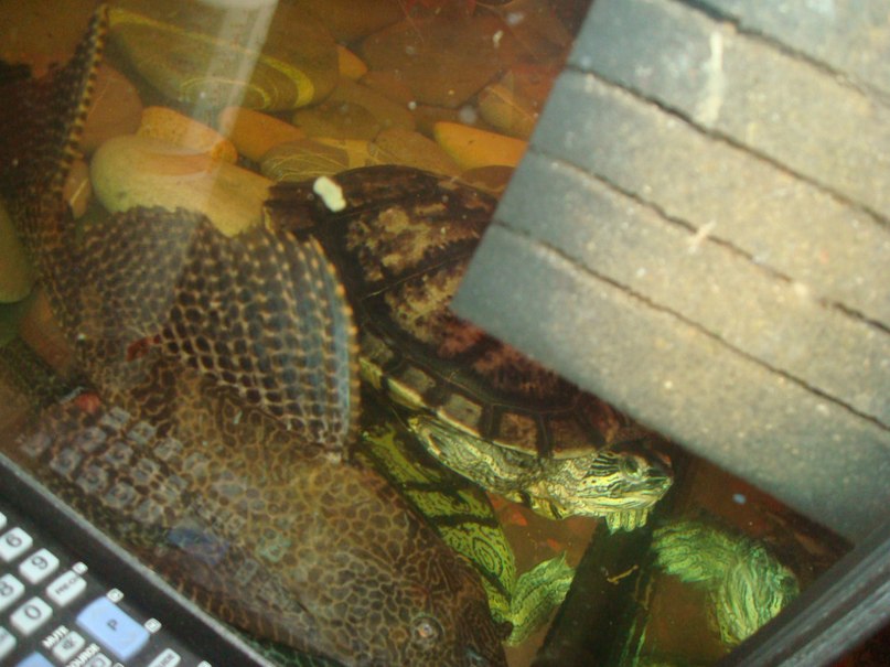 Artur Pervushin | Балашиха