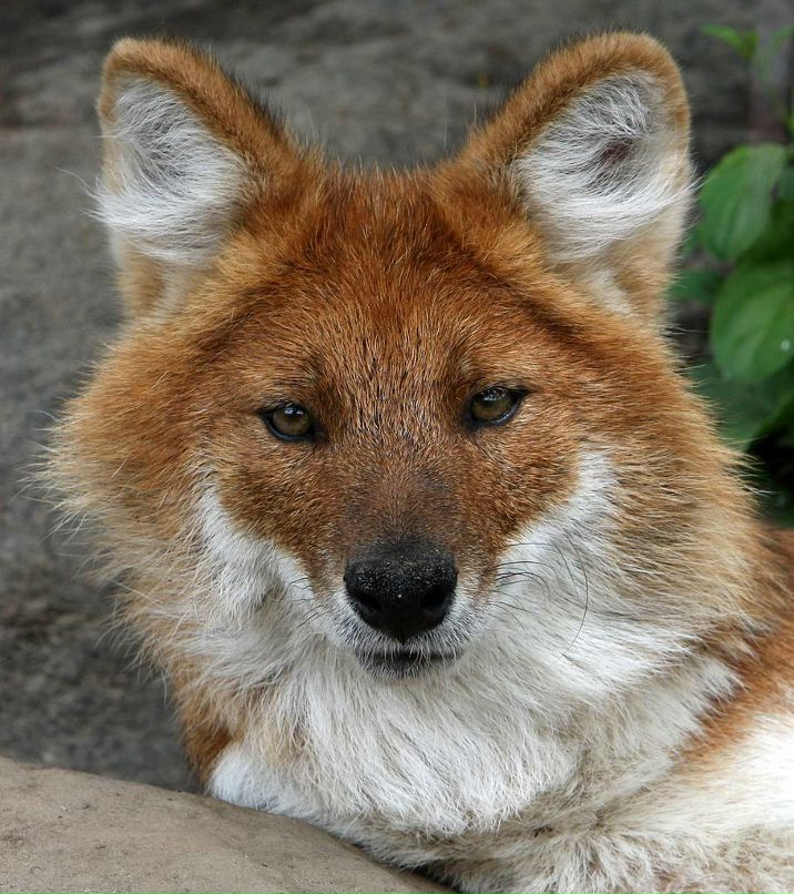 Таня Беликова | 