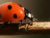 Алла Архипова | Калининград