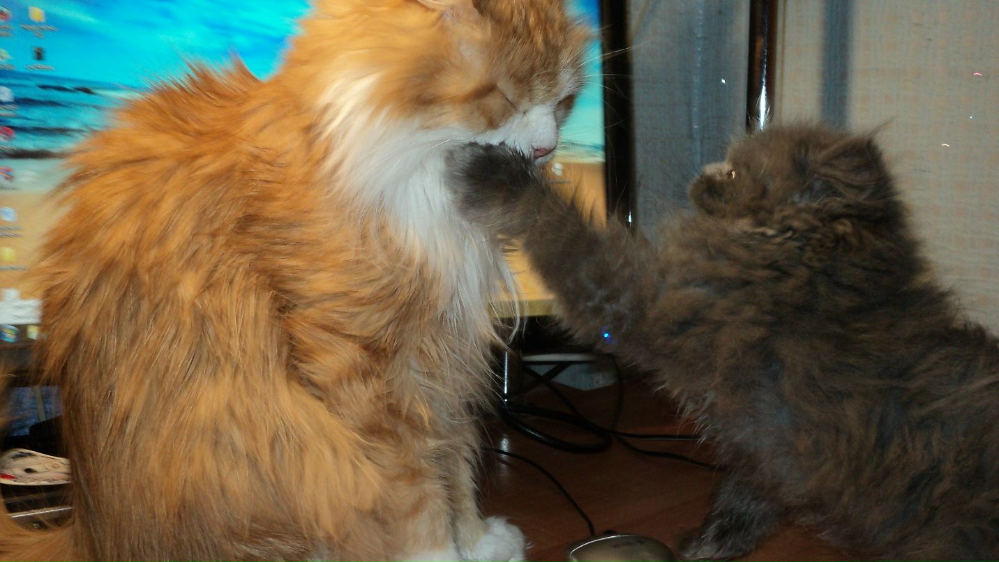 Anya Rozova | Санкт-Петербург