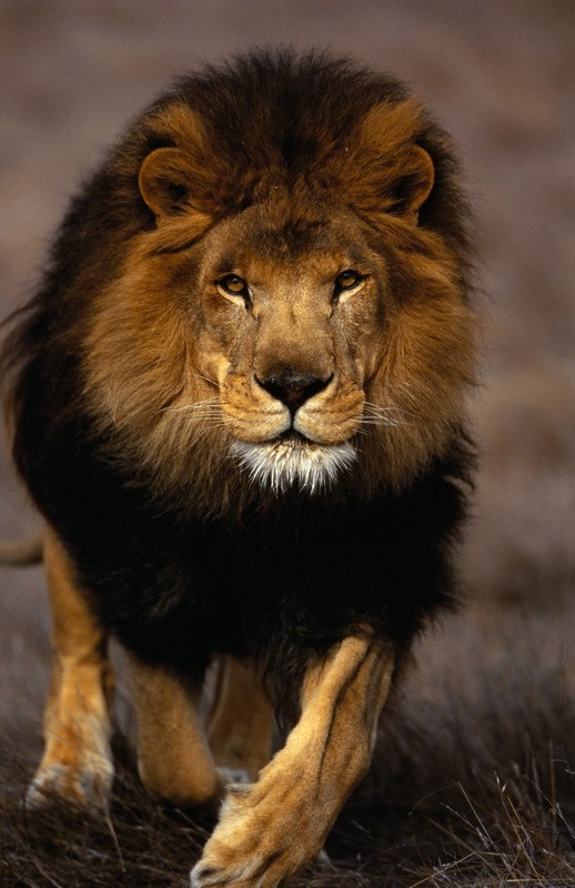 Андрей Тюлькин | Киров