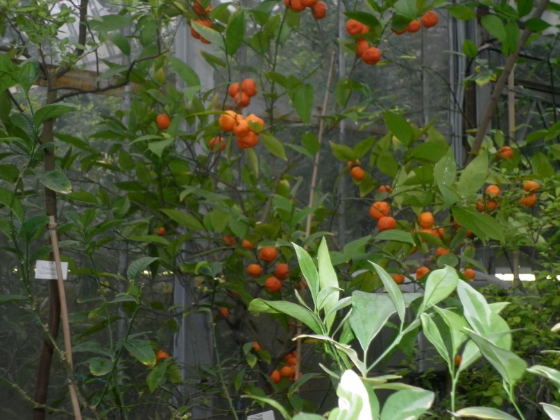 Надежда Корешкова | Санкт-Петербург