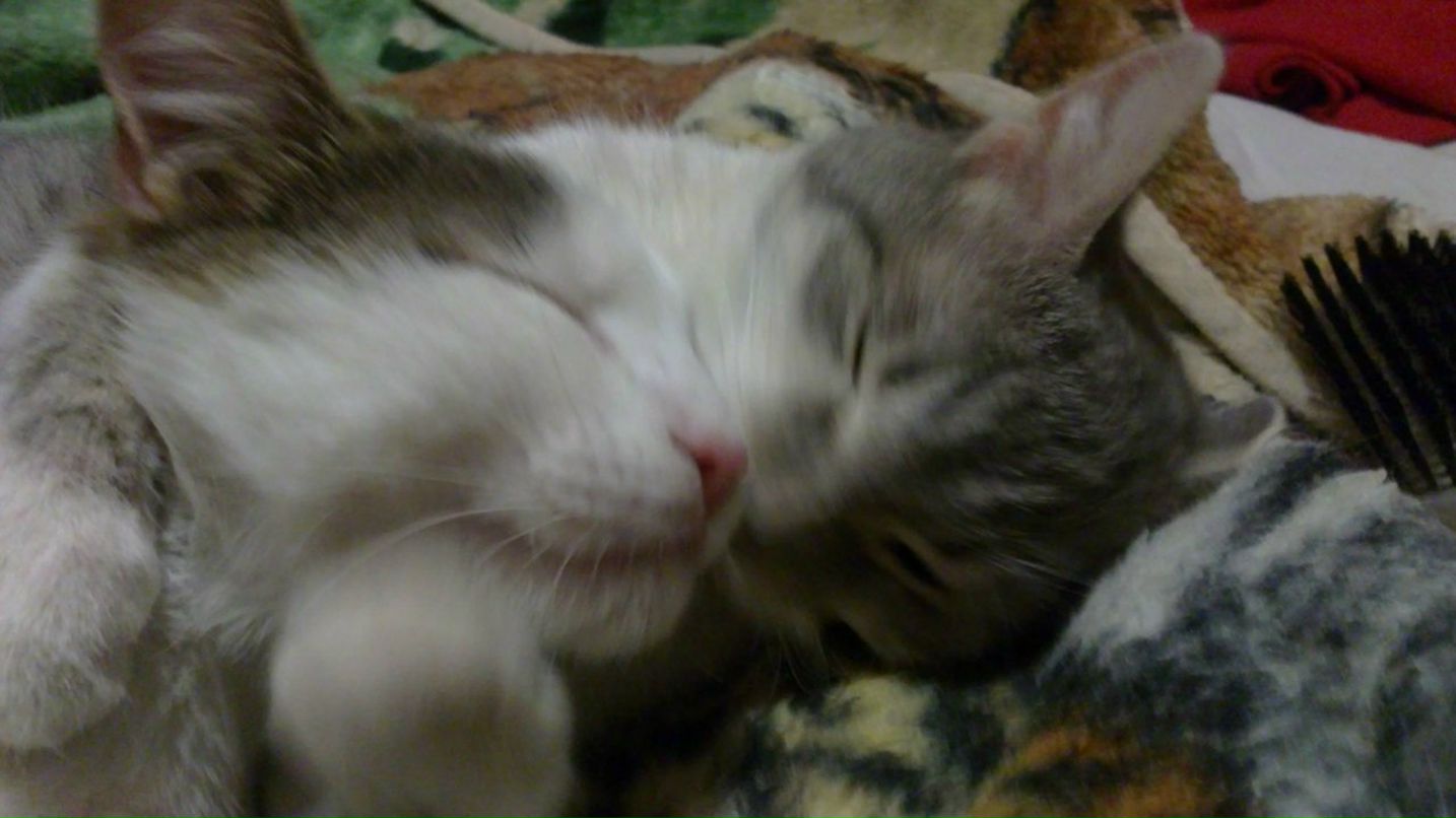 Катерина Майсурадзе | Ростов-на-Дону