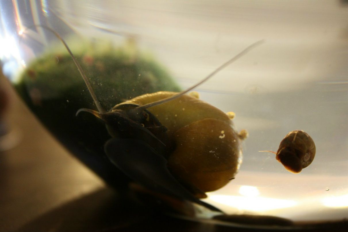 Уляна Собенко | Львов