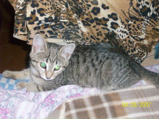 №11, Саша Шаров №11, Саша Шаров