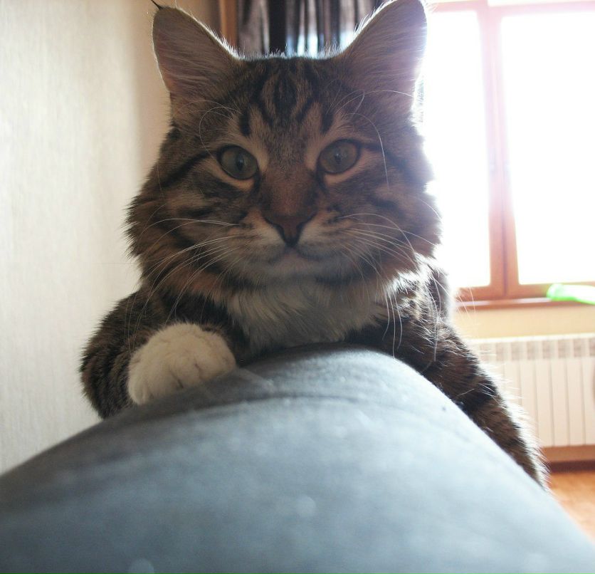 Маргарита Босых *puma* | Москва