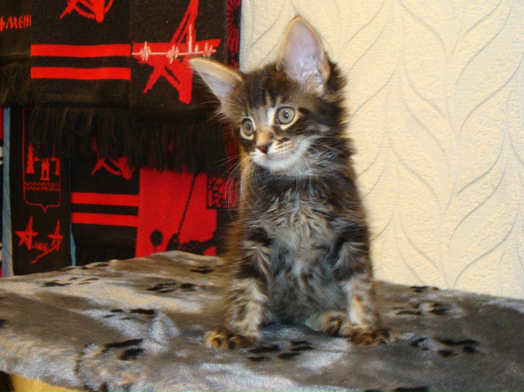 Андрей Пушков | Санкт-Петербург