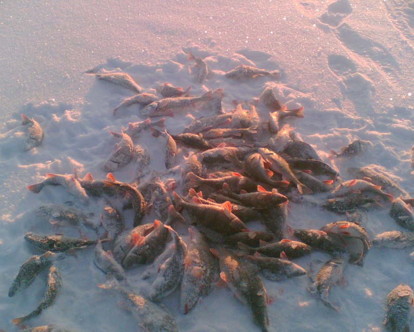 Игорь Бойцов | 