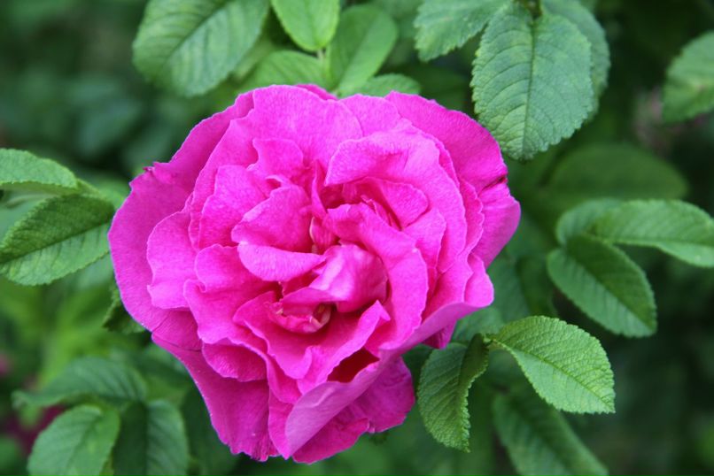 Анастасия Ядренцева | Каменск-Уральский