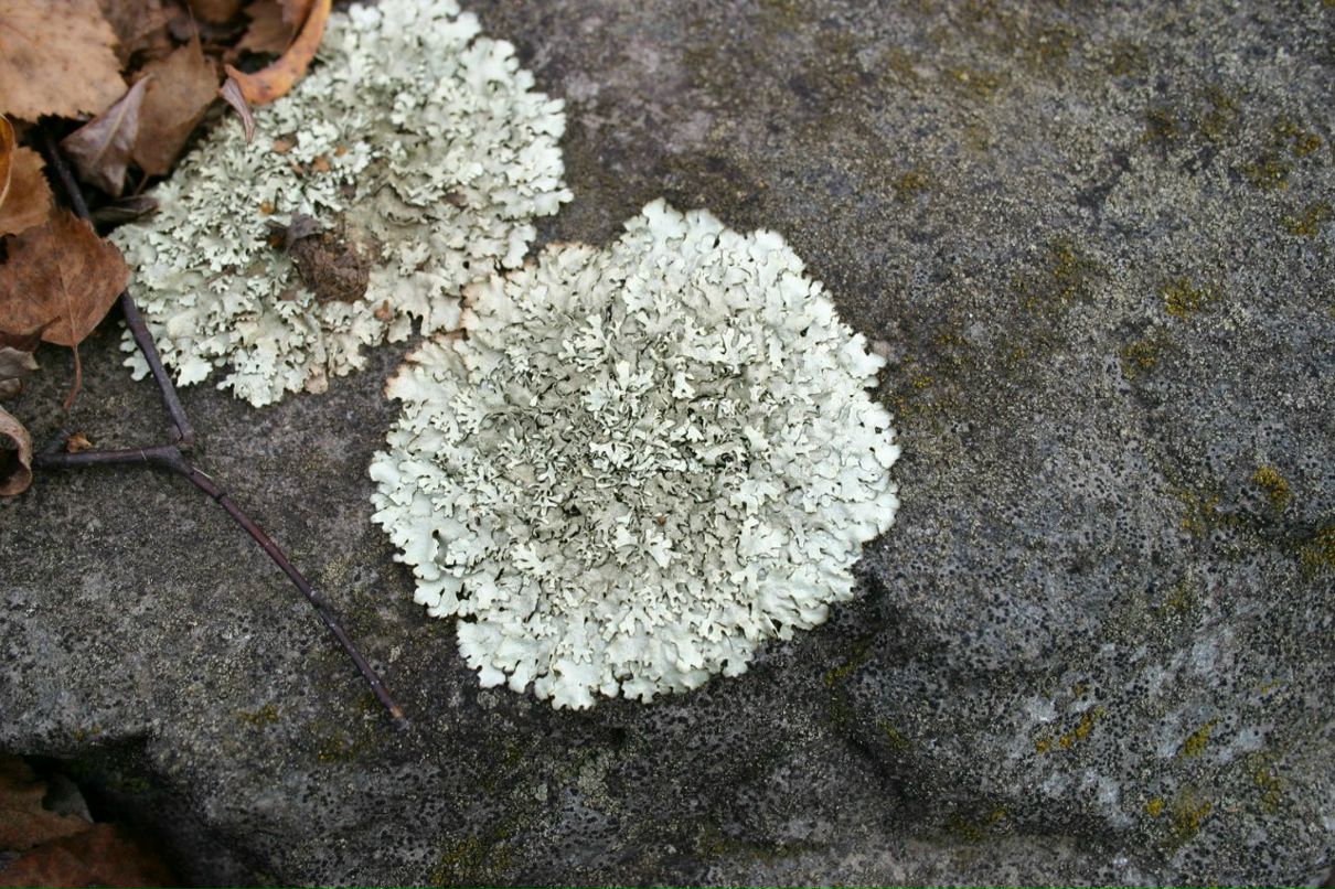 Константин Горобец | Новосибирск