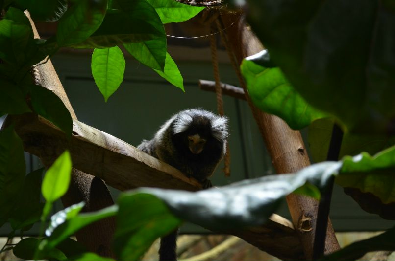 Светлана Шевченко | Санкт-Петербург