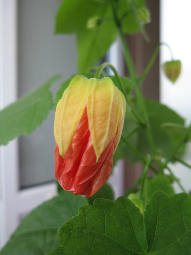 Светлана Серб | Санкт-Петербург