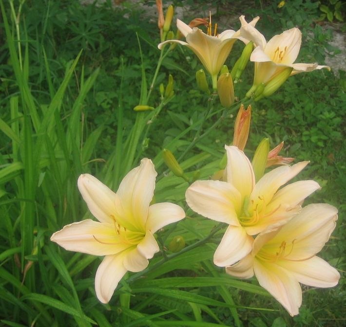 Irina Schnefeld | Санкт-Петербург