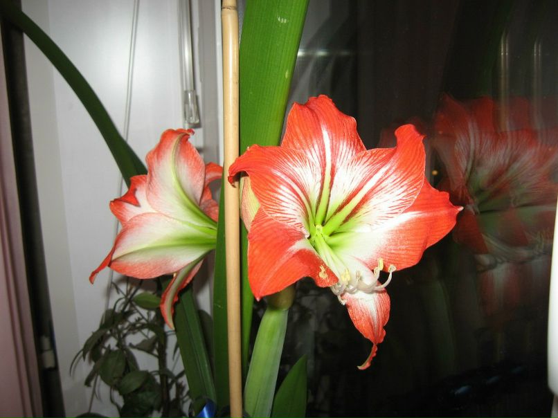 Елена Лонзингер | Красноярск