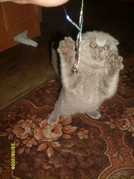 №2, Ванэс Шебеко №2, Ванэс Шебеко