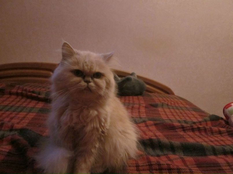 Анна Горденко (Данилова) | Орелька