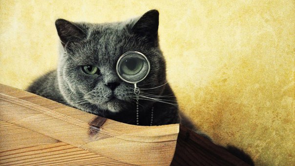 Документальный Кот, Россия, Москва