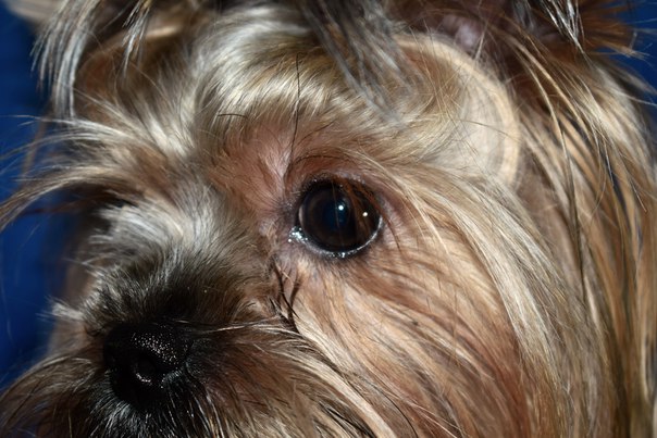 Елена Степаненко (Шевель), Россия, Нижнекамск