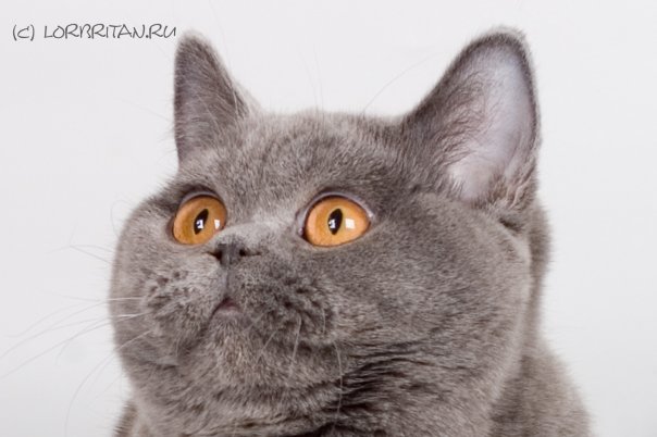 №16, Диана Котова №16, Диана Котова