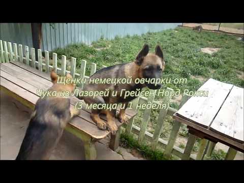 Щенки немецкой овчарки от Чука из Лазорей и Грейсен Норд