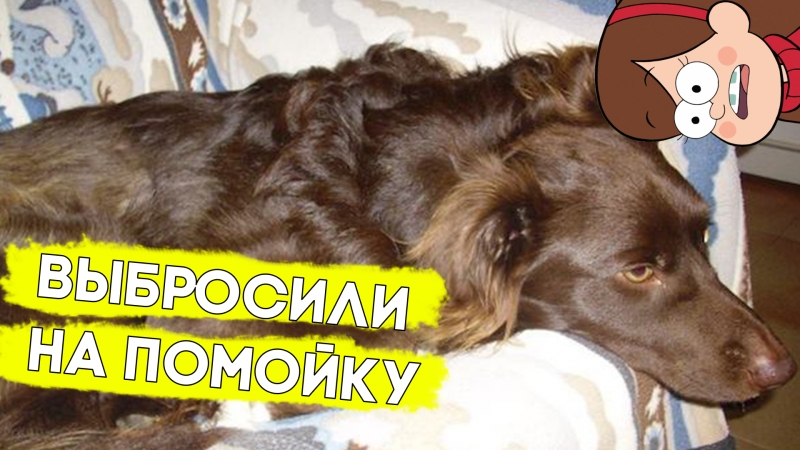 Добрые люди спасли жизнь этому пёсику