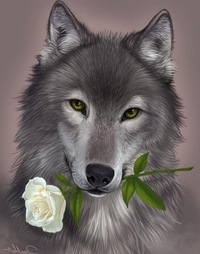 Владимир Волк