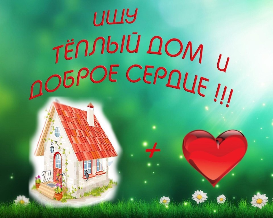 Картинки собаке нужен дом, благодарностью мужу кукай