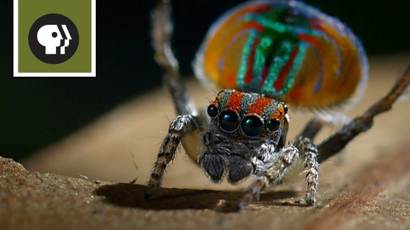 Peacock Spider Mating