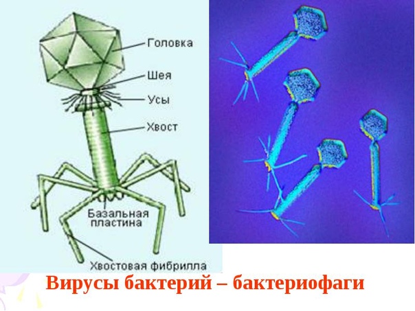 Вирусы картинки по биологии 5 класс