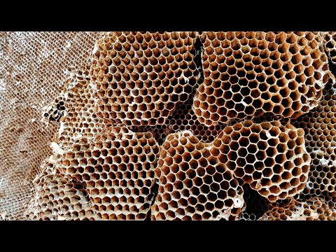 Yellow Jacket SUPER NEST, Wasp Nest Removal, Wasp