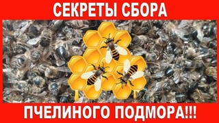 Video by Albina Sagidullina