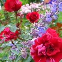 Алевтина Богданова