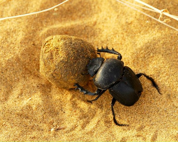 жук скарабей талисман для стрельца. жук скарабей пустыни. священный жук скарабей в древнем египте. где найти золотого скарабея. жук скоробей древний египет.