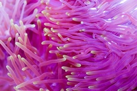 актиния стрекательные клетки. актиния стрекательные клетки. морская анемона актиния. коралловые полипы актинии. актиния стрекательные клетки.