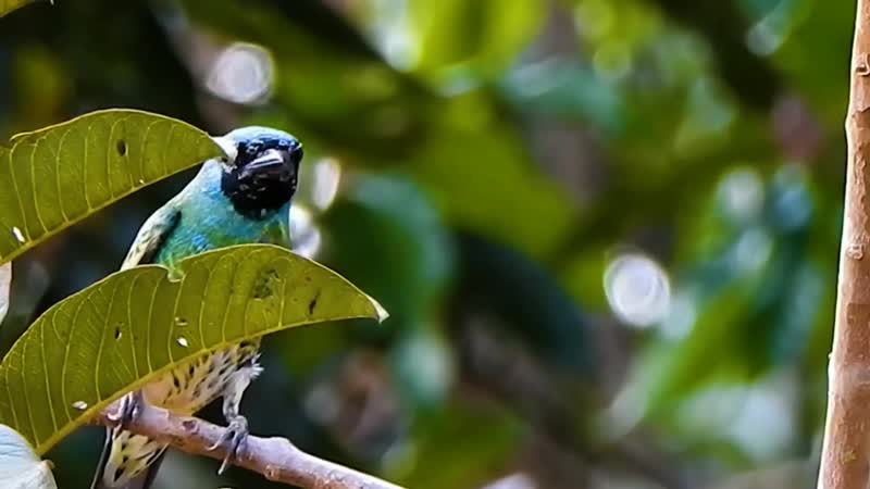 Beautiful Swallow tanager Tersina