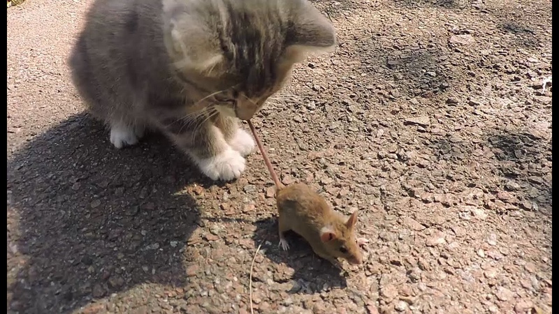 КОТИК ГАРИ ПОЙМАЛ МЫШКУ ЗА ХВОСТ