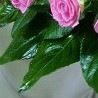 №1, Версалия Соколова, 35 лет №1, Версалия Соколова, 35 лет