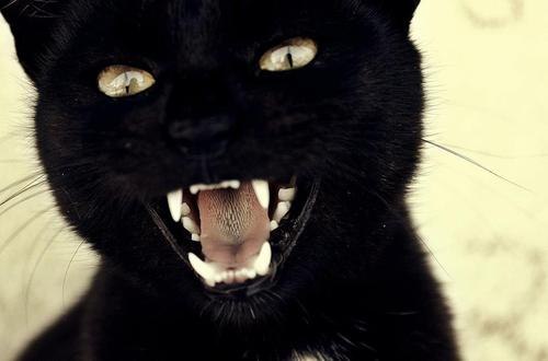 Женя Пастернак-Дацковская | Севастополь