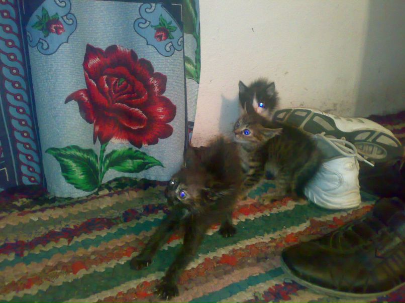 Oleg Даньо | Николаев