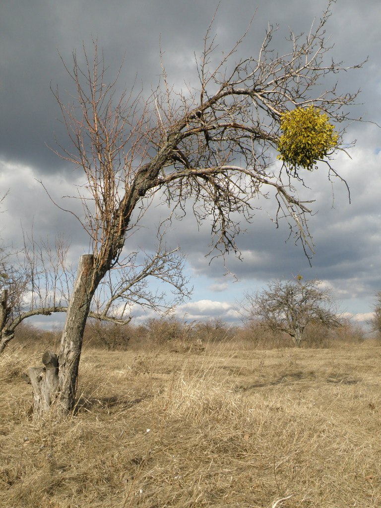 Оля Крючкова | Киев