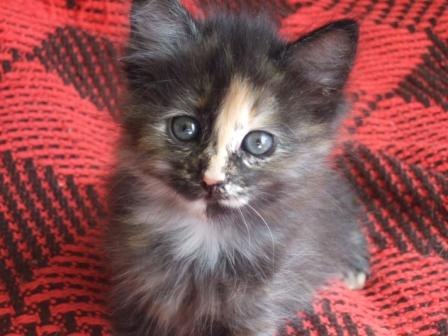 Екатерина Ибрагимова | Санкт-Петербург