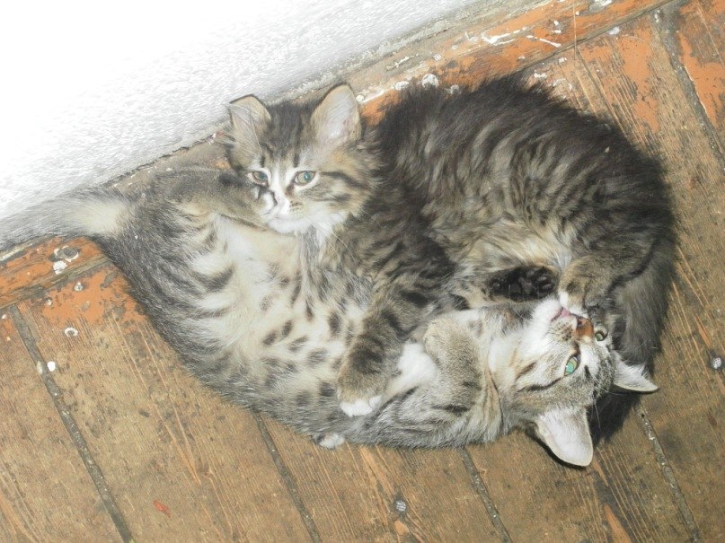 Ольга Дараган | Коноша