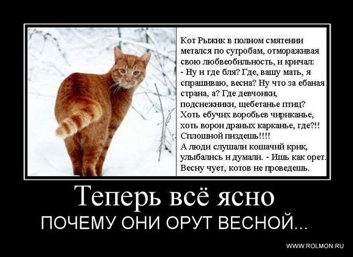 Laila Laila | Баку