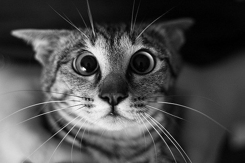 Вероника Поликарпова | Санкт-Петербург