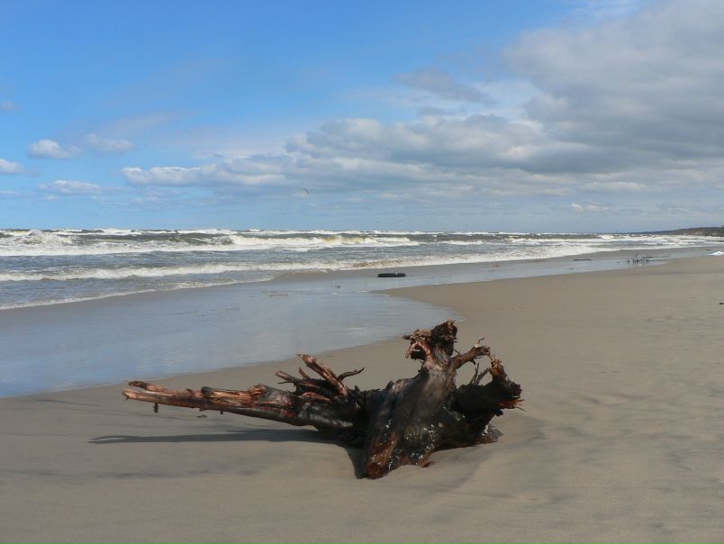 №117, Екатерина Кошель №117, Екатерина Кошель