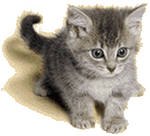 Игорь Истомин Олегович | Советск