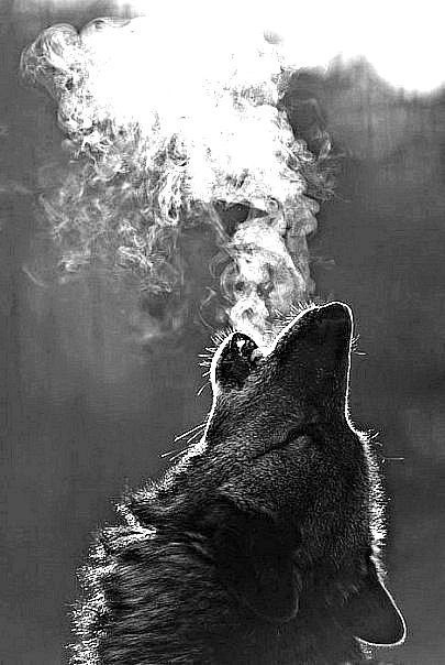 Стас Владимирович wolf | Камышеватская